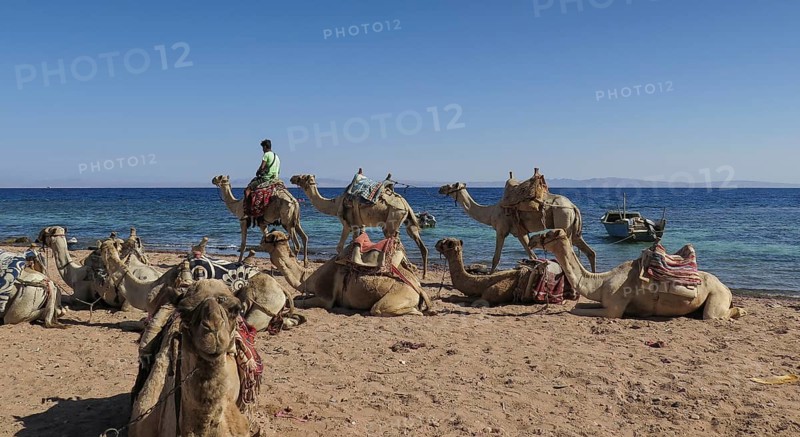 Camels as mounts for tourists