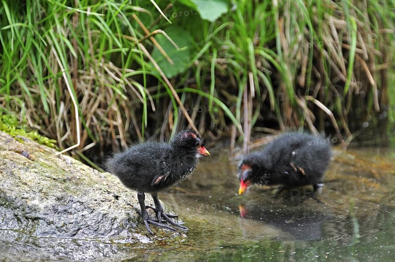 Two common moorhen
