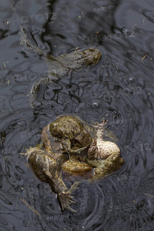 Common toad