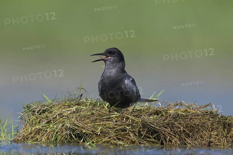 Black tern