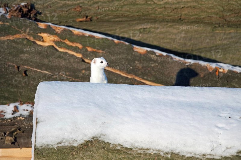 Stoat