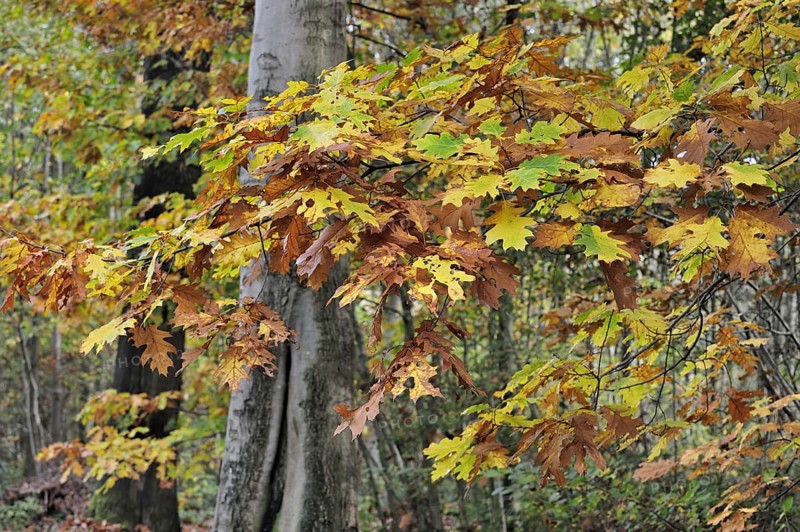 Leaves in autumn colours of northern red oak