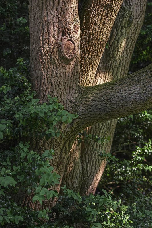 Trunk and foliage of European box