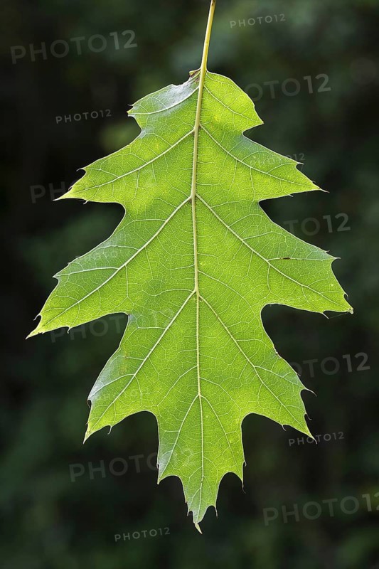 Northern red oak