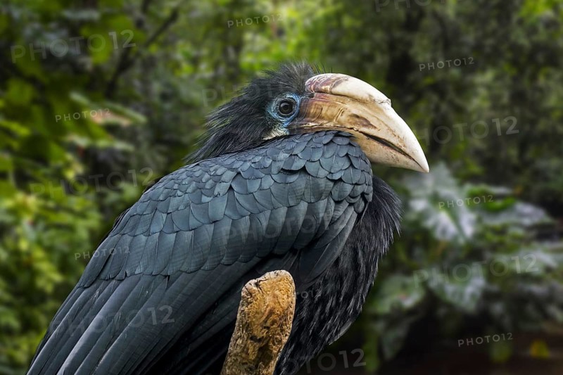 Blyth's hornbill