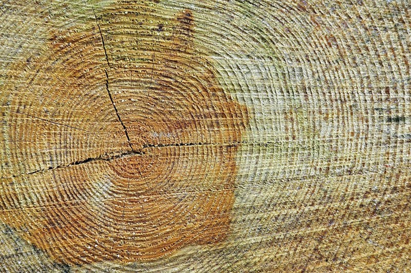 Cross section of tree trunk showing annual growth rings