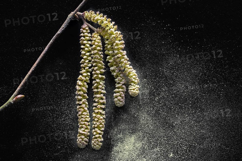 Common hazel