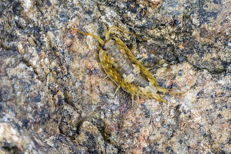 Common sea slater