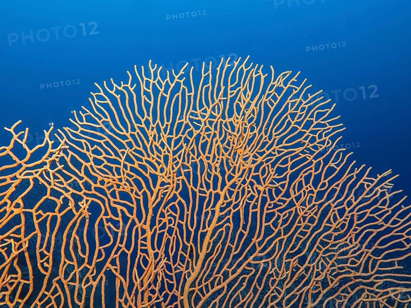 Gorgonian coral