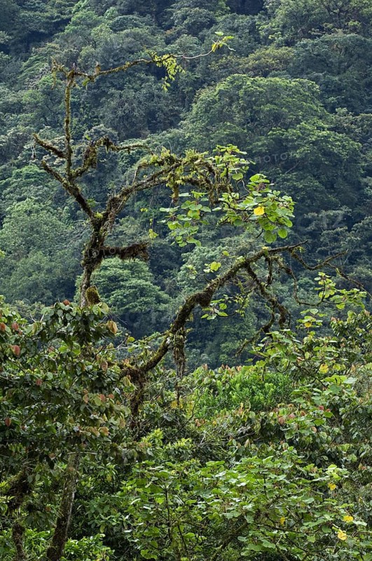 Cloud forest canopy showing moss covered branches with bromeliads