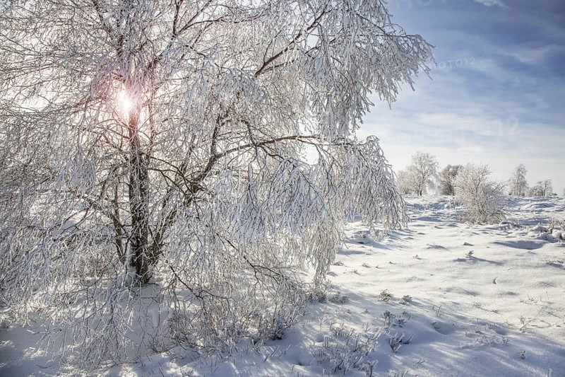 Downy birch
