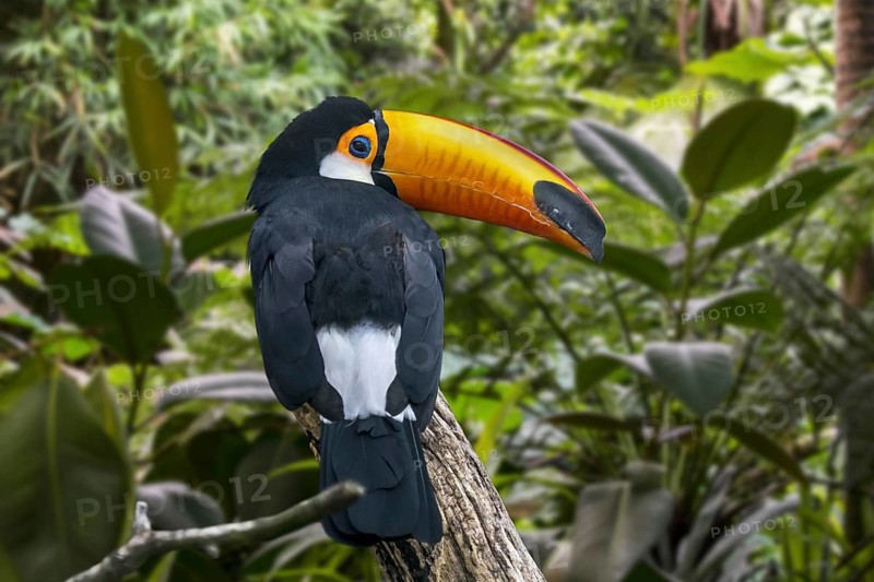 Toco toucan