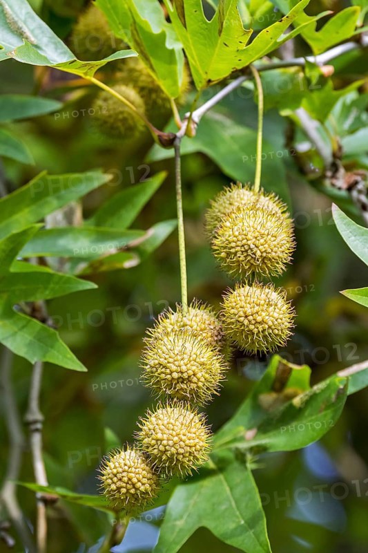 Old World sycamore