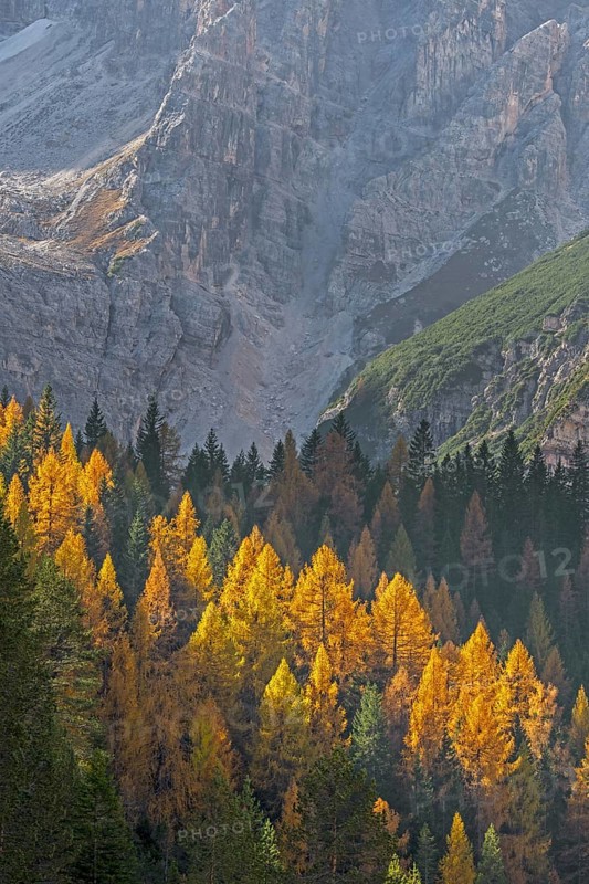 European larch