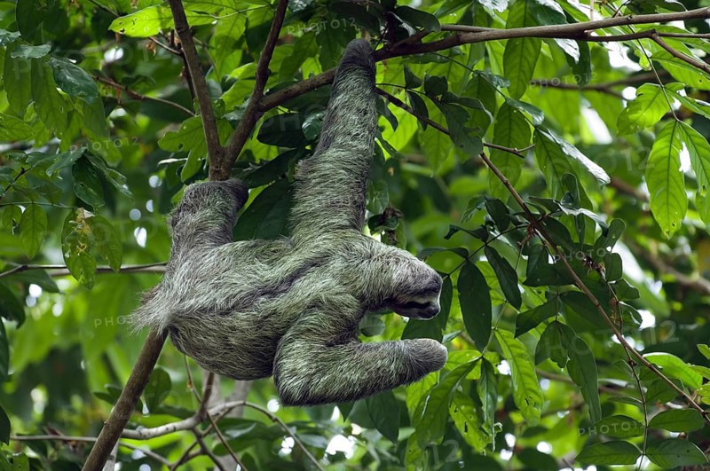 Brown-throated sloth