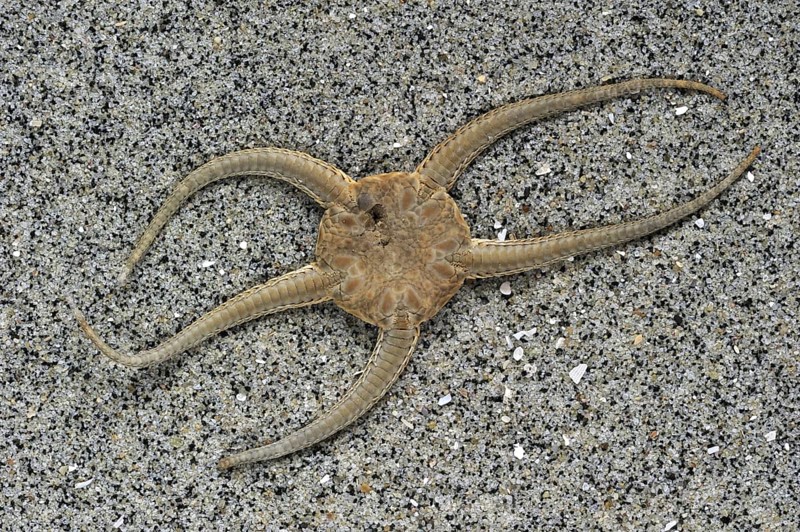 Dead brittle star