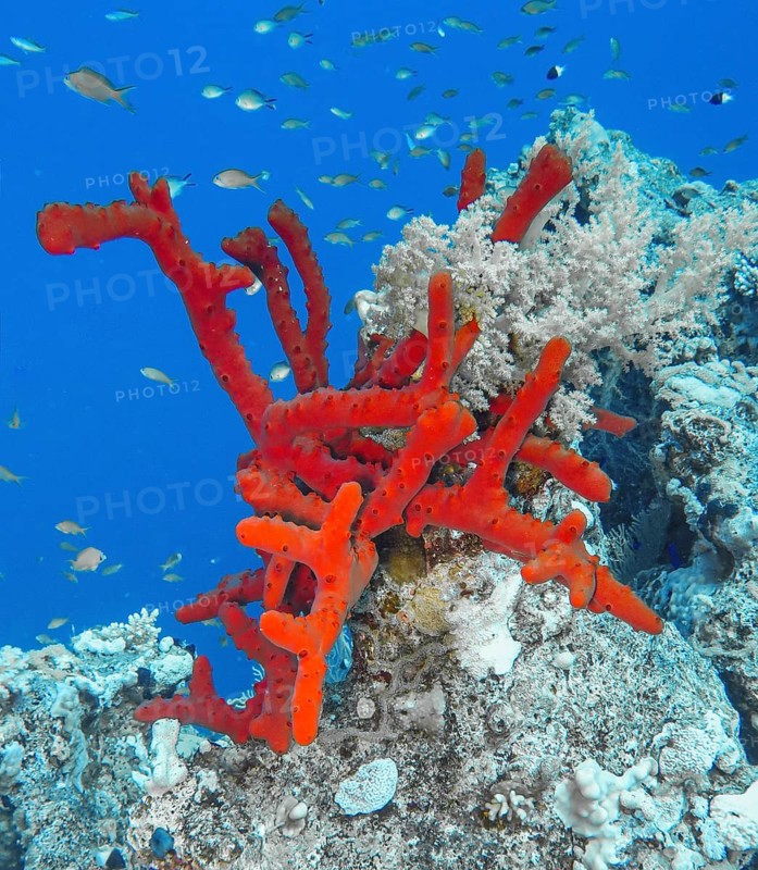 Red coral