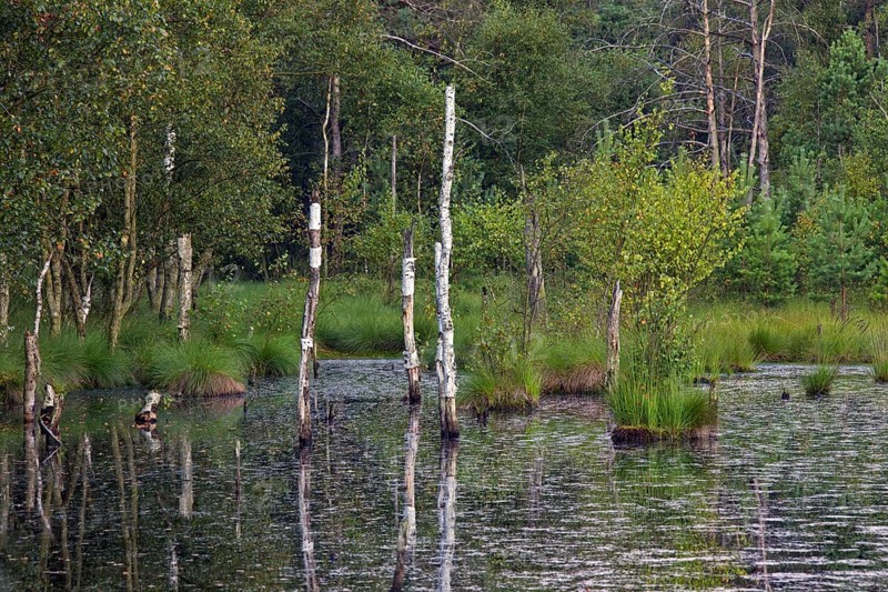 Pietzmoor
