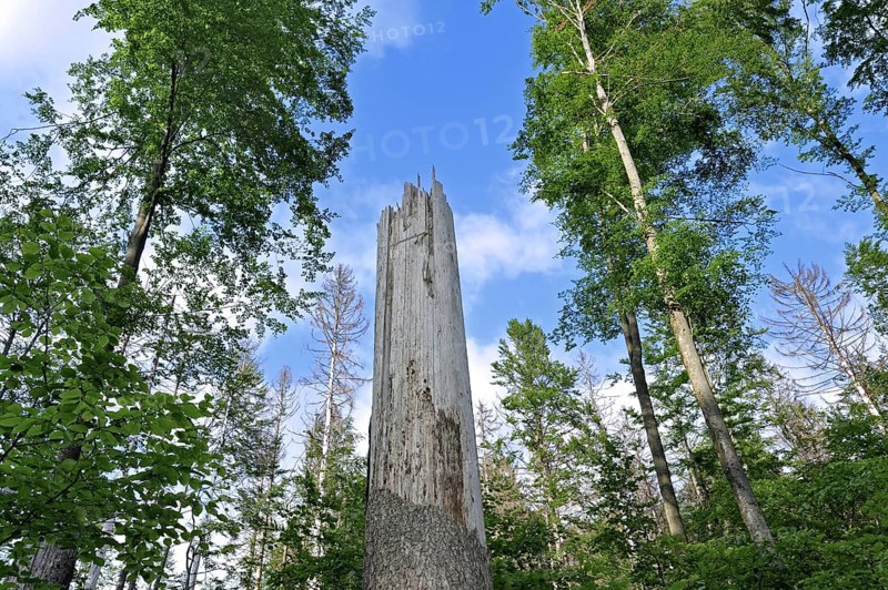 Broken tree trunk
