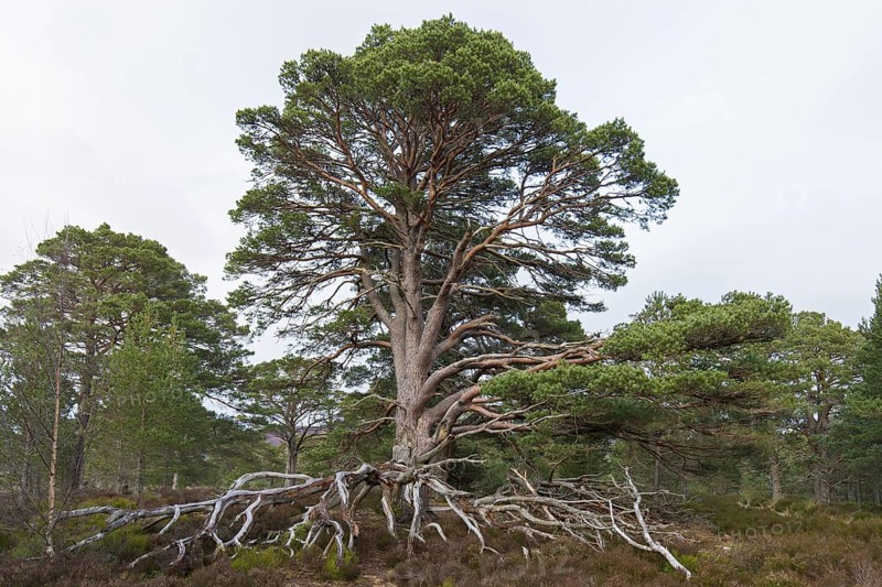 Old Scots pine