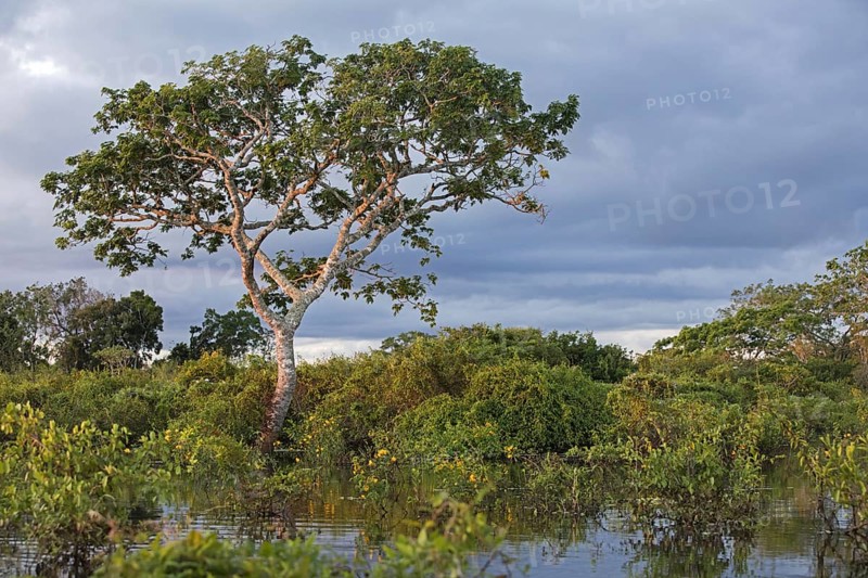 Vegetation along river in the Pampas del Yacuma in Bolivia