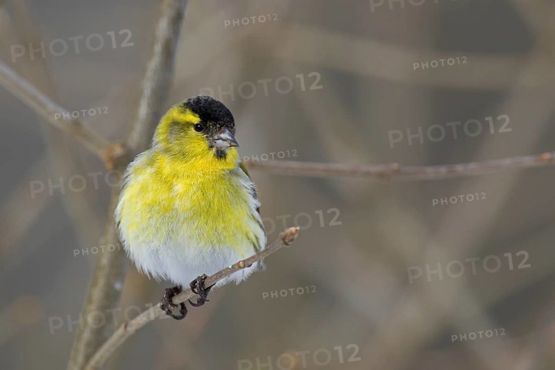 Eurasian siskin