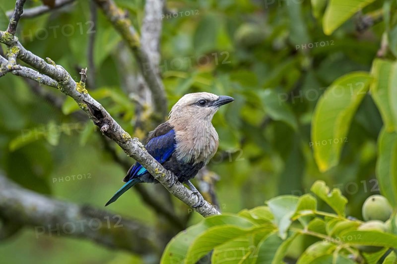 Blue-bellied roller
