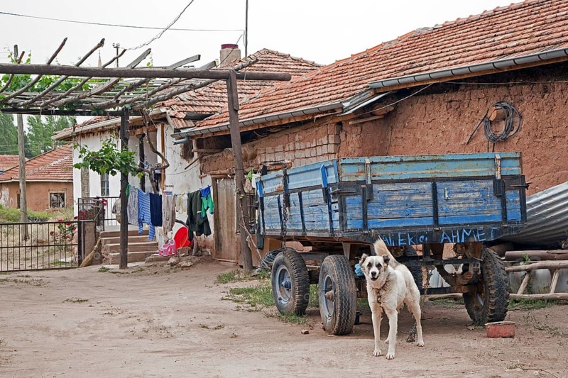 Old wooden cart and dog in agricultural village in rural Western Turkey