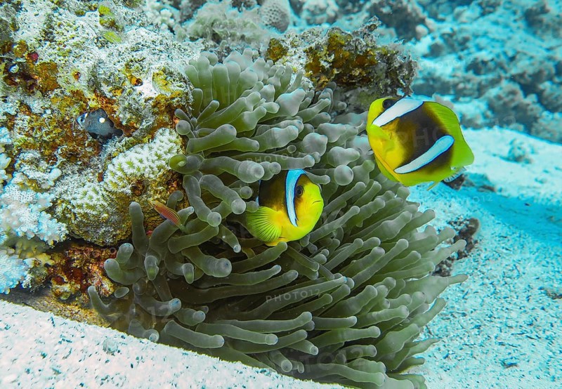 Sea anemone