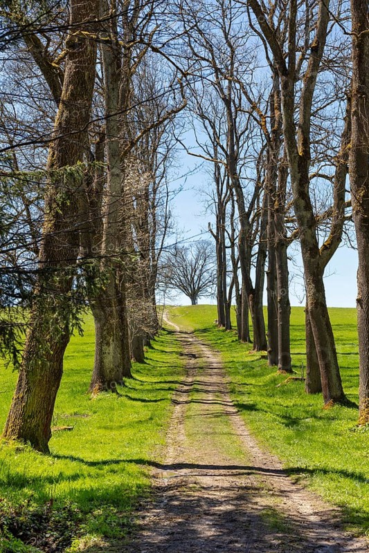Forest path