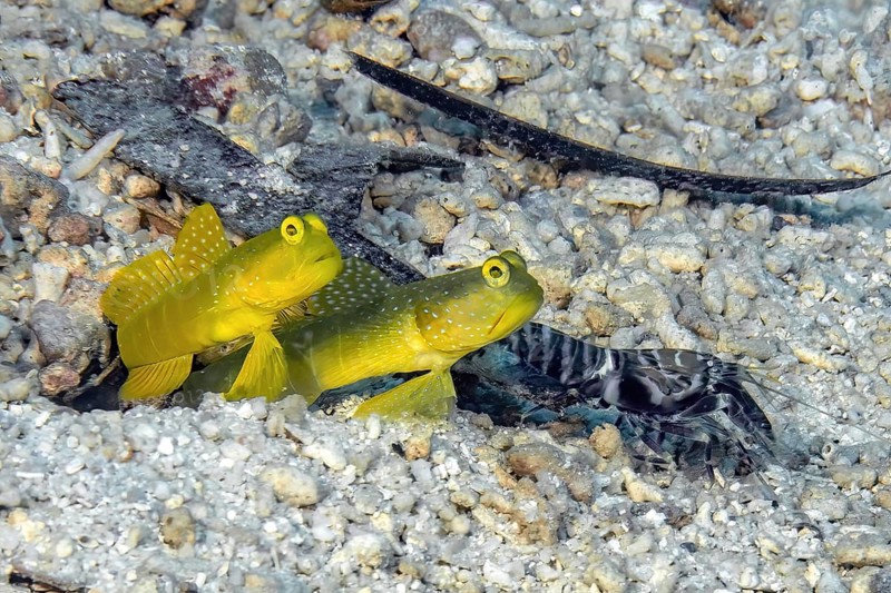 Close-up of symbiotic behaviour of pair of yellow prawn-goby