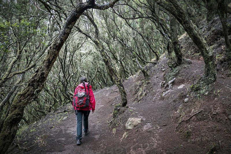 Female tourist walking in laurel forest