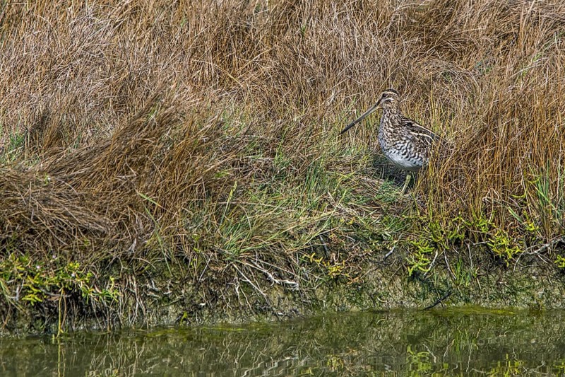 Common snipe