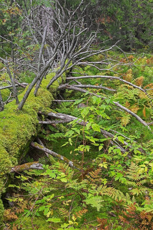 Fallen dead coniferous tree trunk covered in moss and ferns in autumn