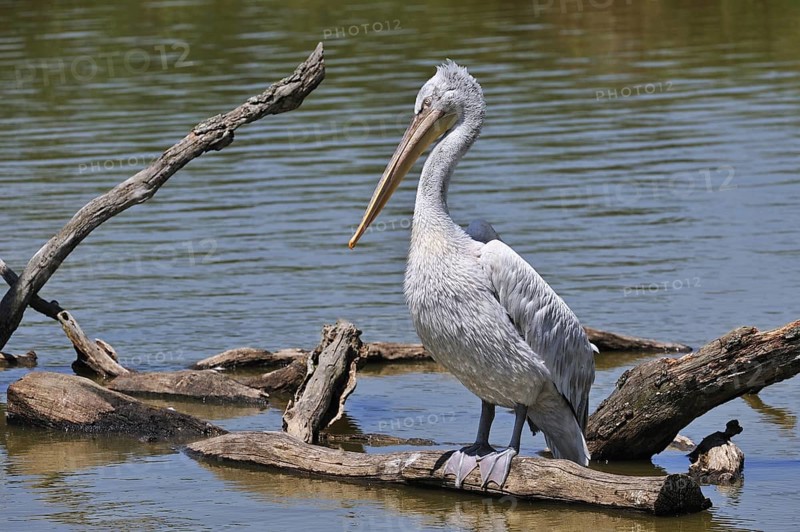 Pink-backed Pelican