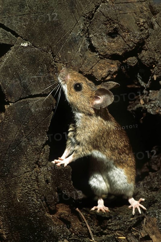 European wood mouse