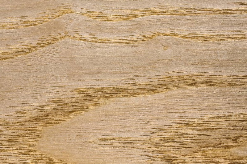 Wood grain of European Ash