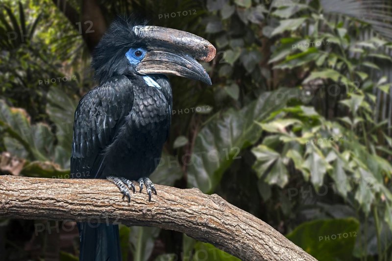 Black-casqued hornbill