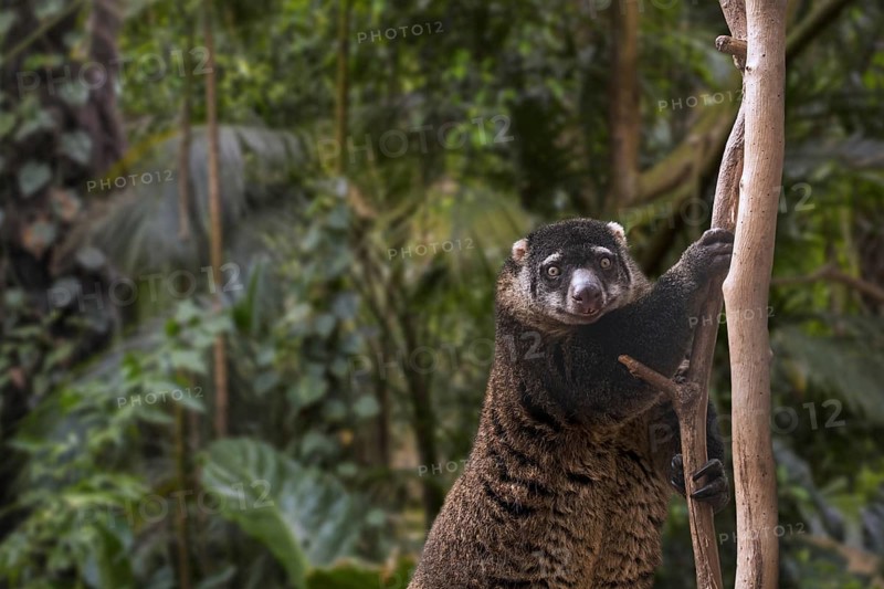 Sulawesi bear cuscus