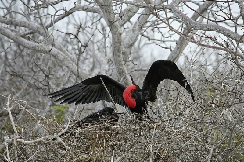 Great frigatebird