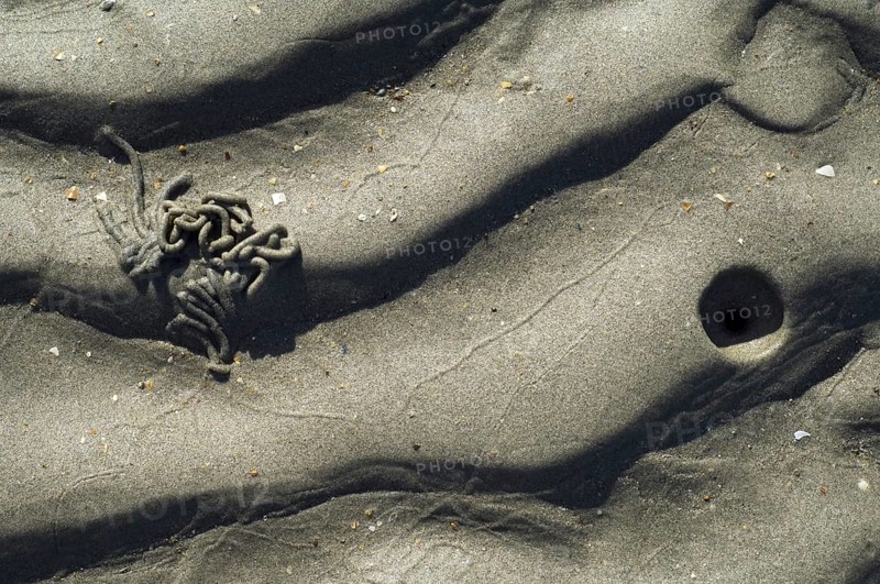European Lugworm