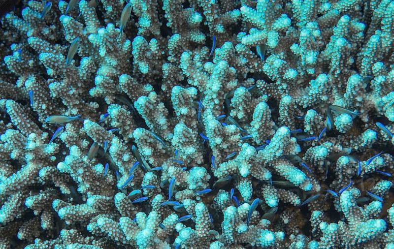 Staghorn coral provides shelter for a school of fish