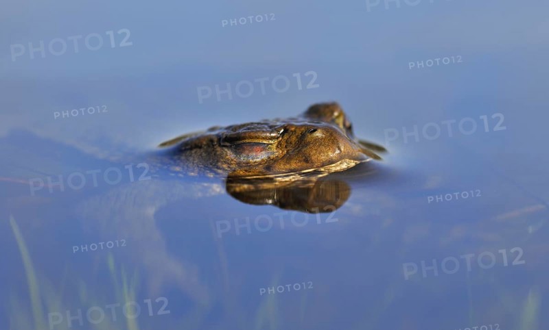 Common toad