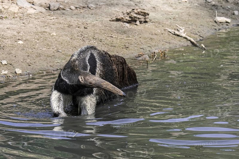 Giant anteater