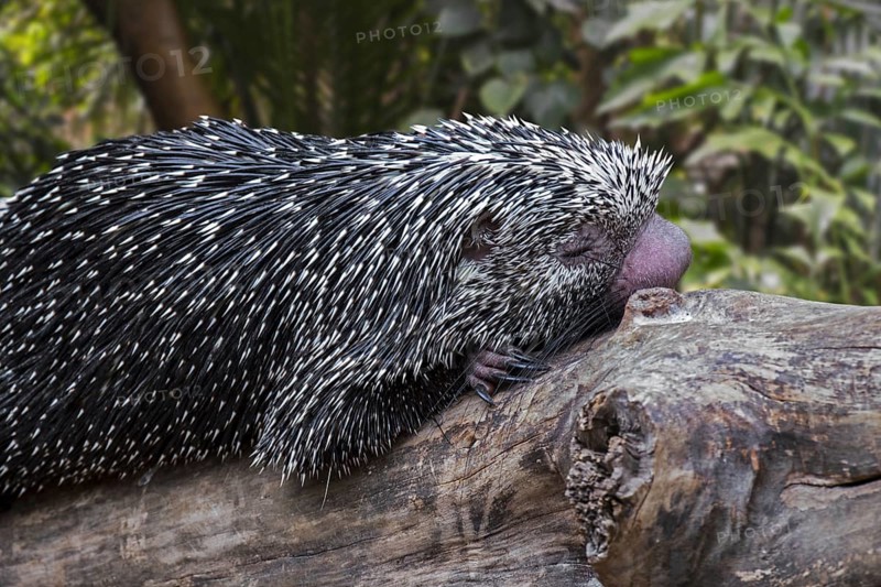 Brazilian porcupine