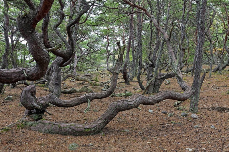 Windswept Scots pine