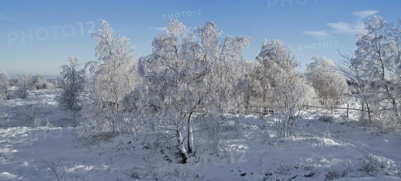 Downy birch