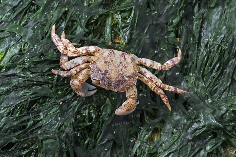 Dead Japanese shore crab