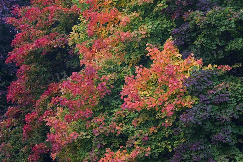 Norway Maple
