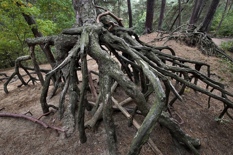 Exposed roots of Scots Pine